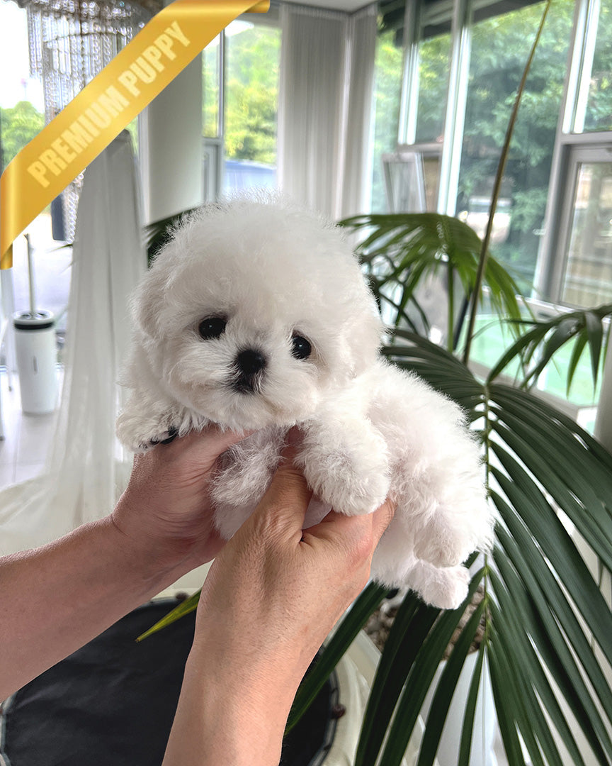 Bichon Frisé