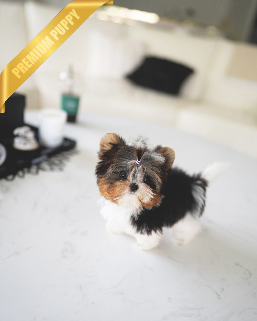 Biewer Terrier