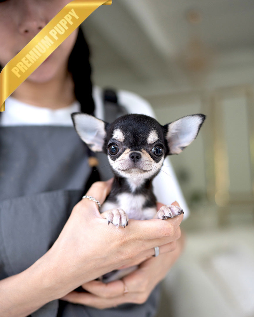 Chihuahua