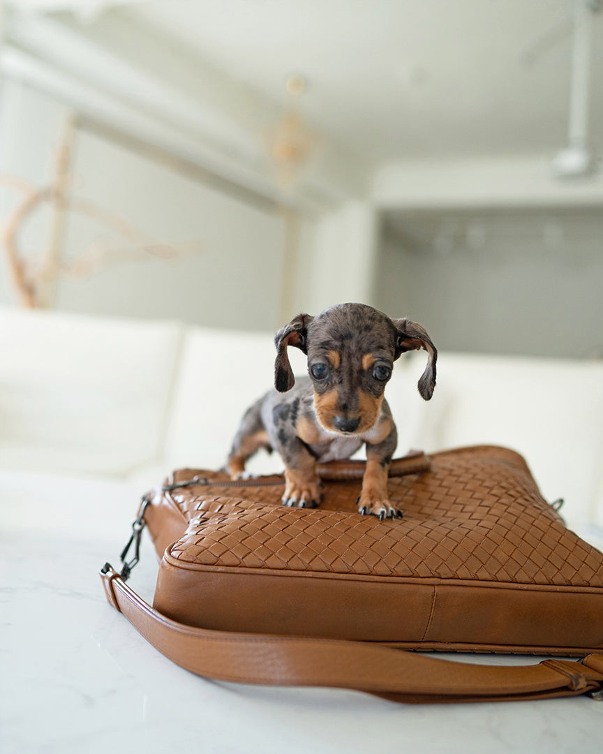 Dachshund