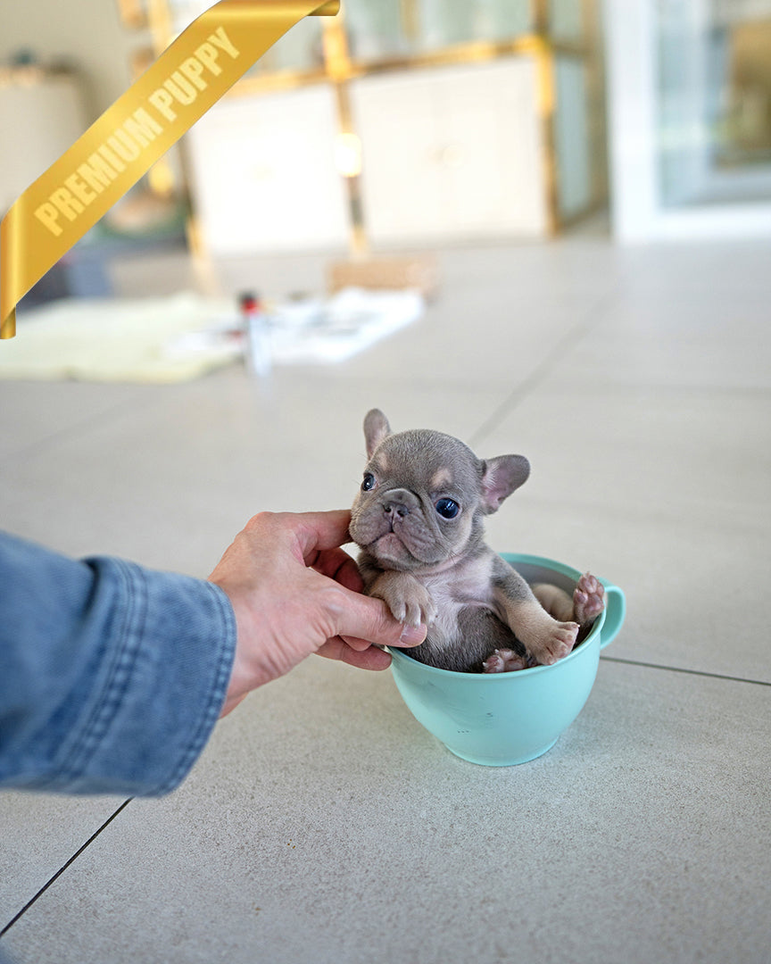 French Bulldog