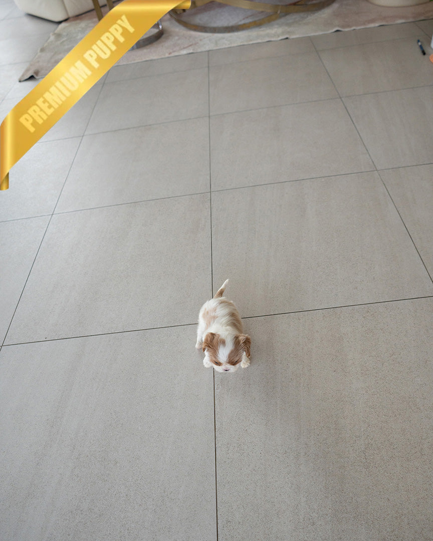 Cavalier King Charles Spaniel