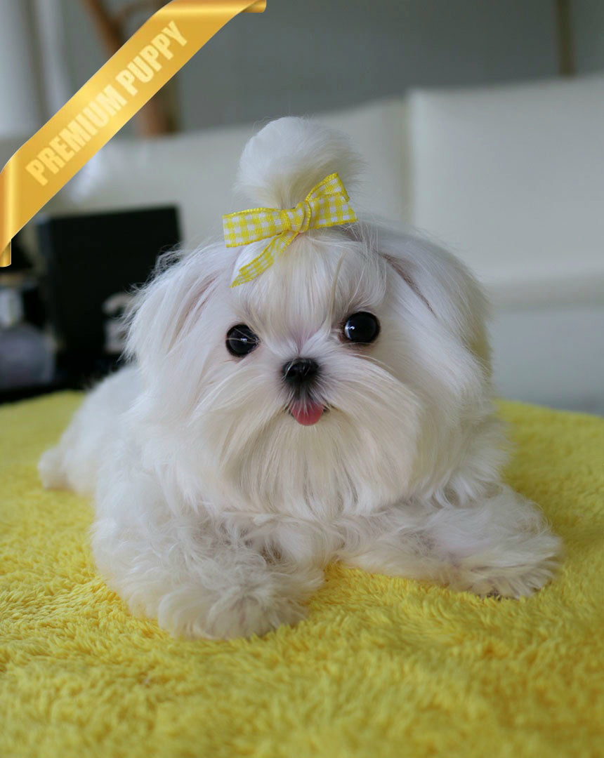 Maltese