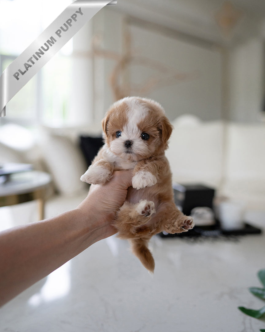 Maltipoo