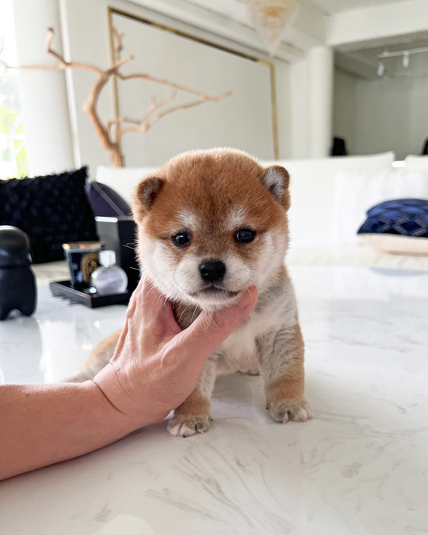 Mame Shiba Inu