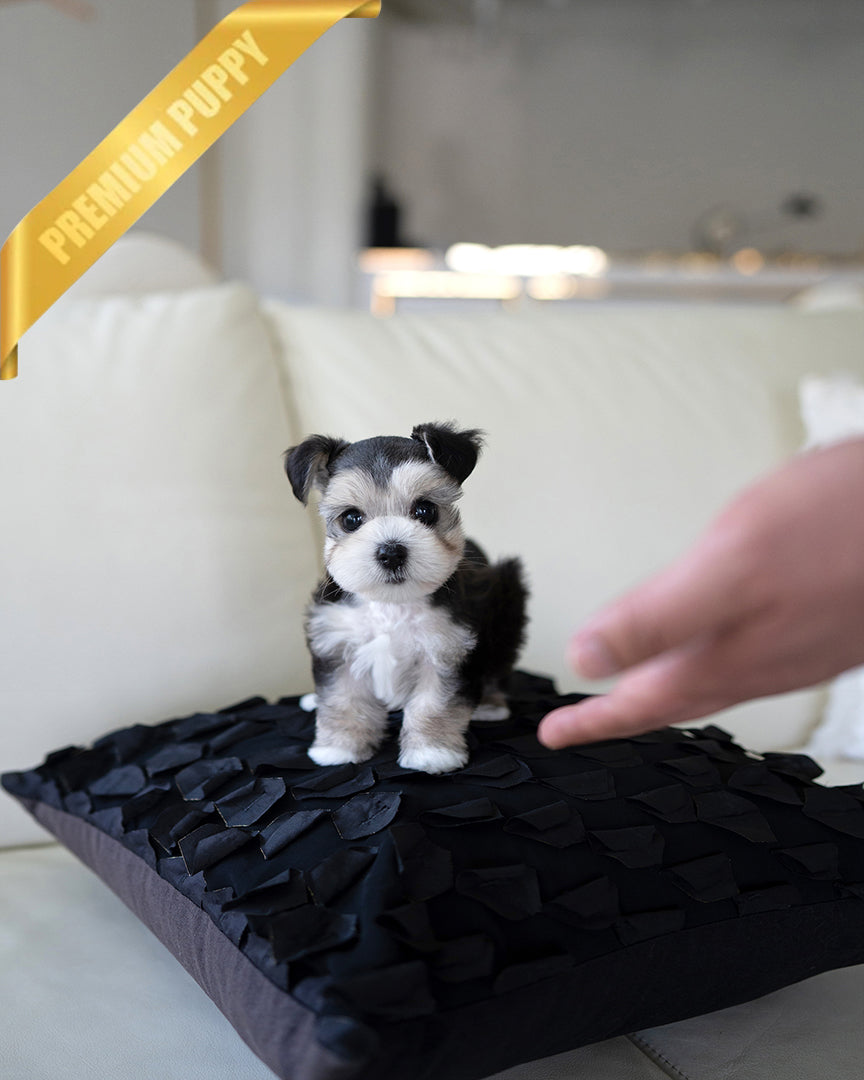 Miniature Schnauzer