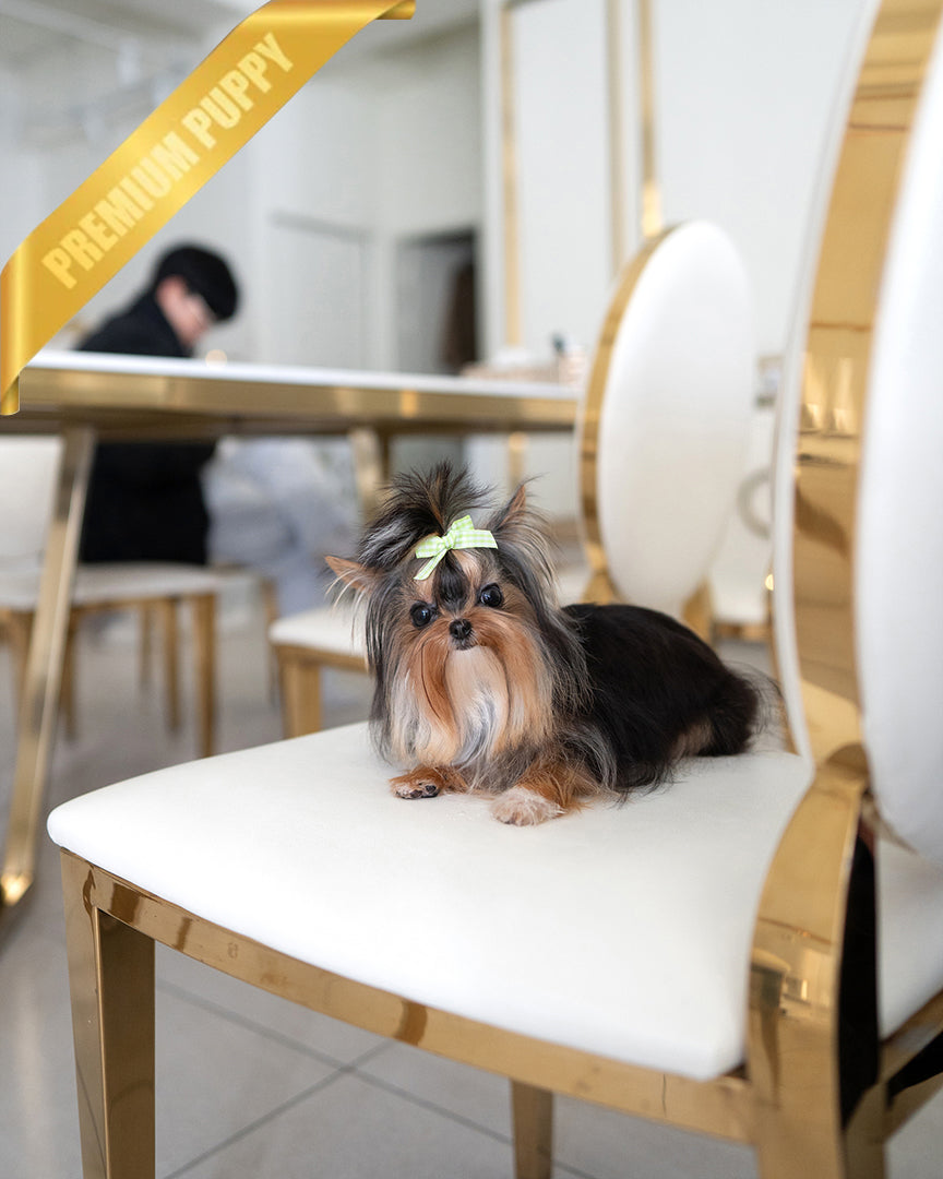 Morkie