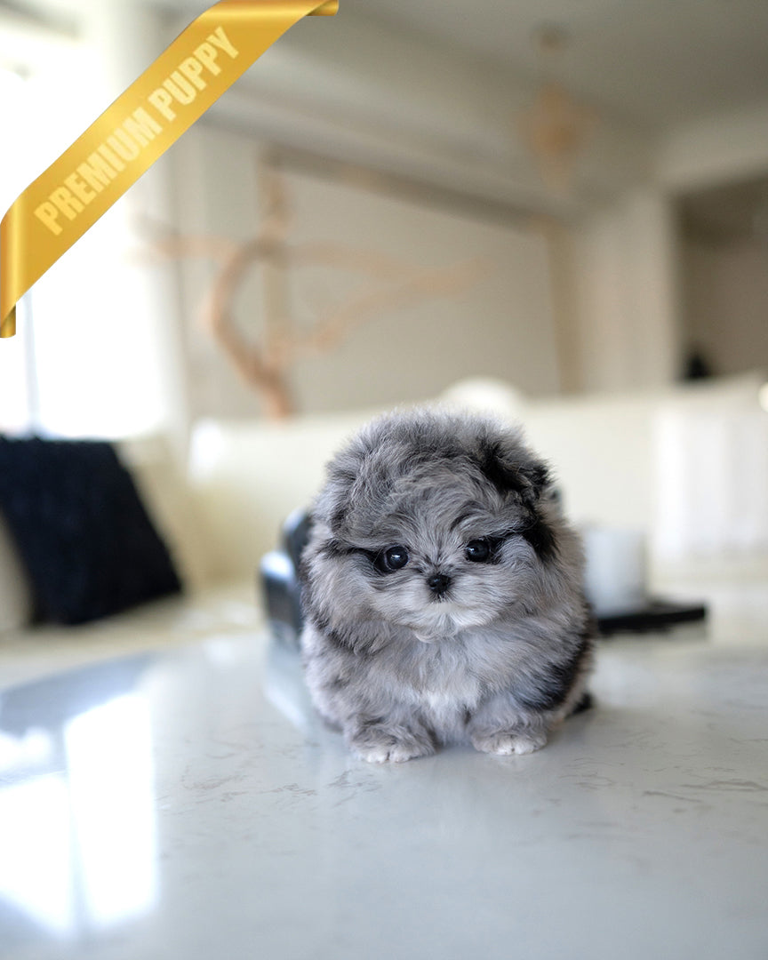 Pomapoo