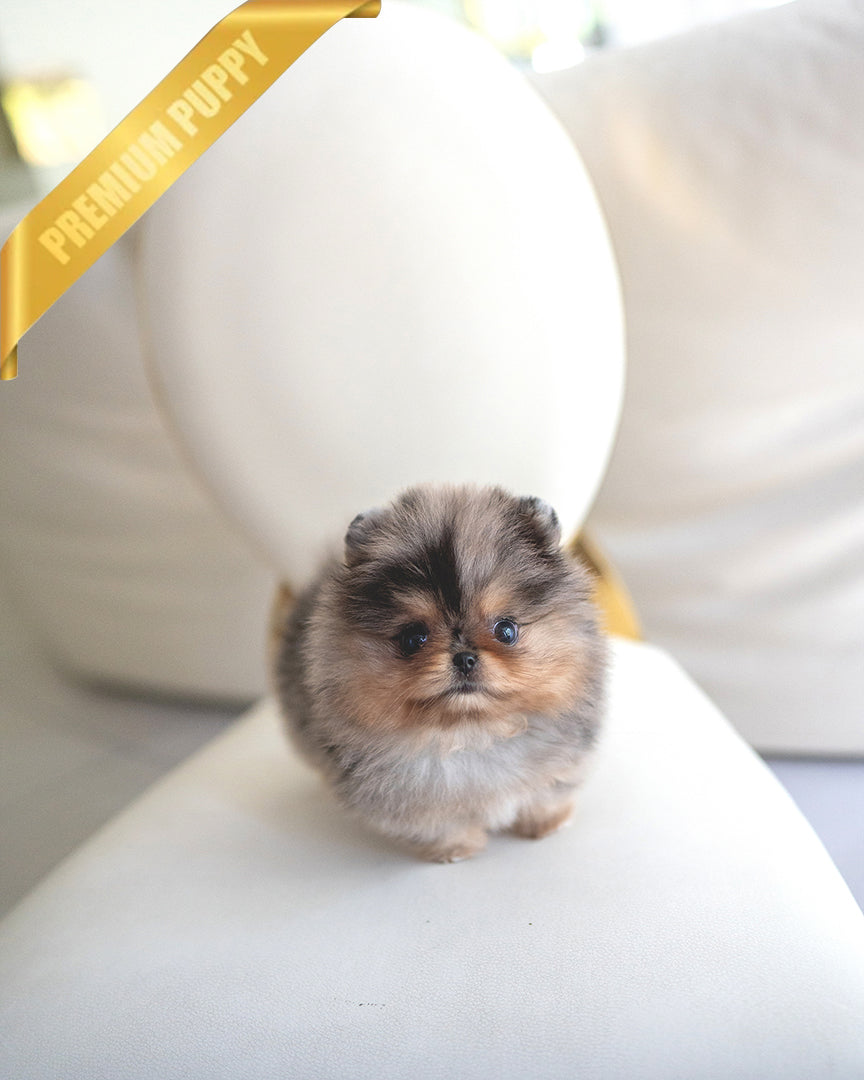 Pomeranian