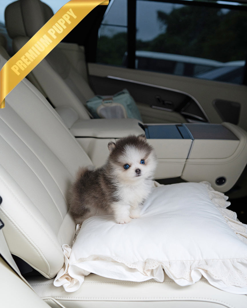Pomsky