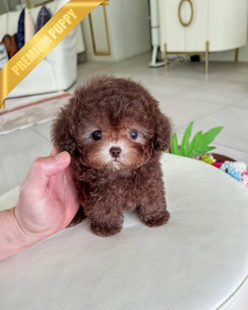 Poodle