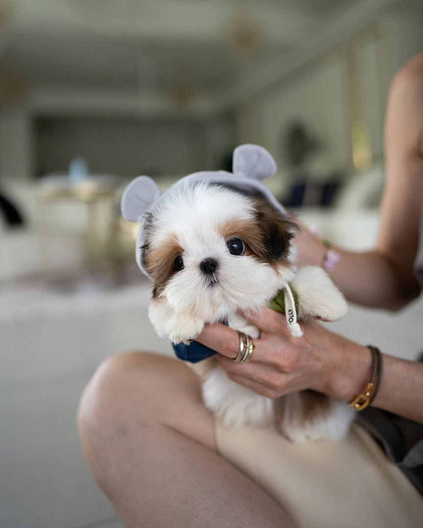 Shih Tzu