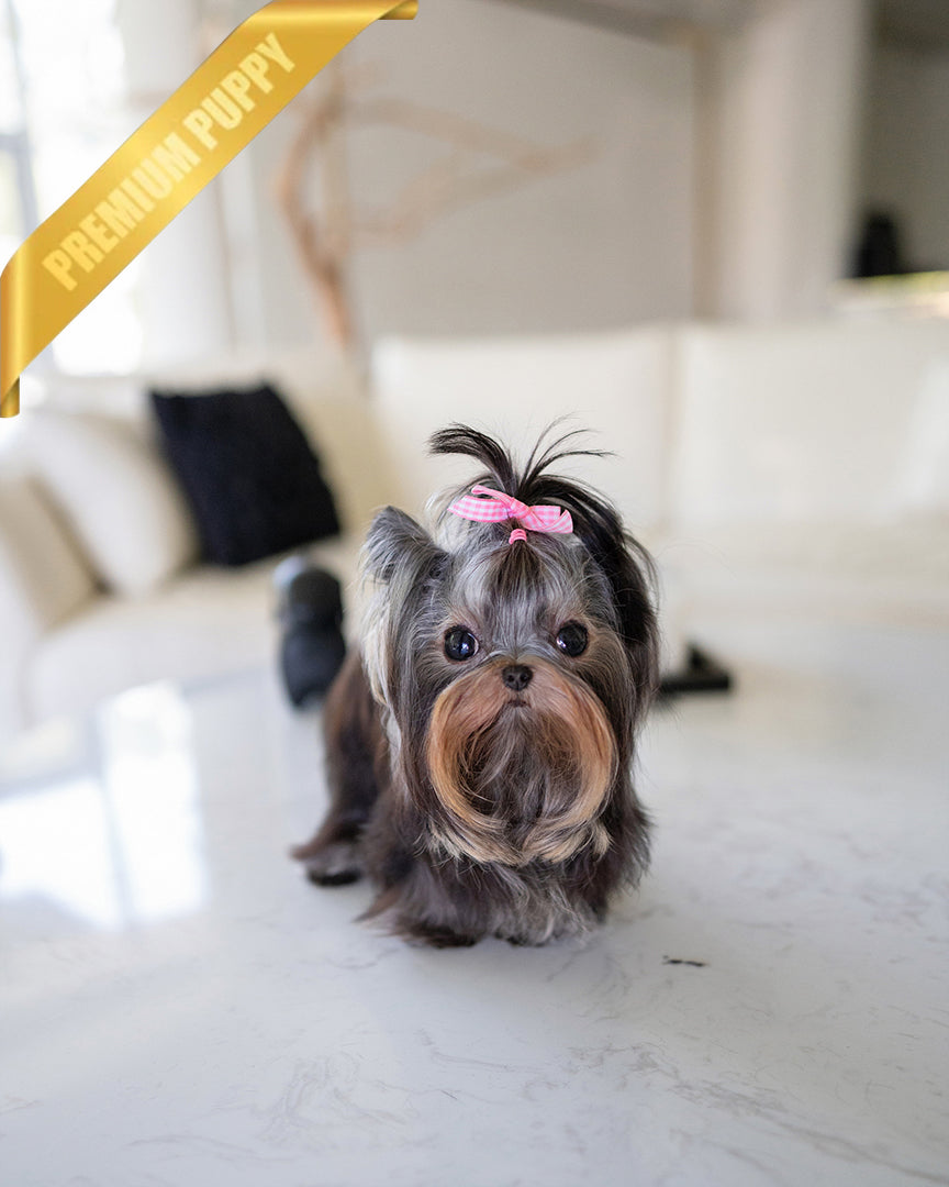 Yorkshire Terrier