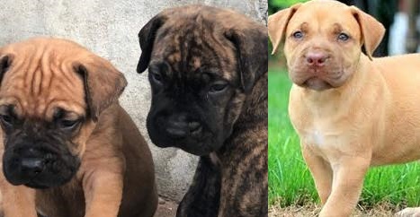 South African Boerboel Puppies for Sale
