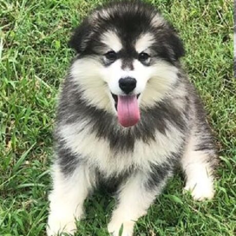 Alaskan Malamute Puppies for Sale