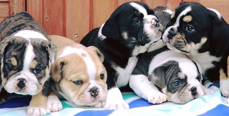 Staffordshire Bull Terrier Standard Puppies For Sale