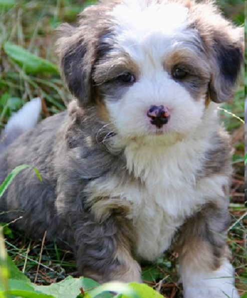 Bernedoodle Puppies for Sale