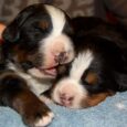 Bernese Mountain Dog Puppy
