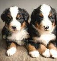 Bernese Springer Spaniel Puppies