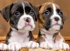 Boxer Puppies