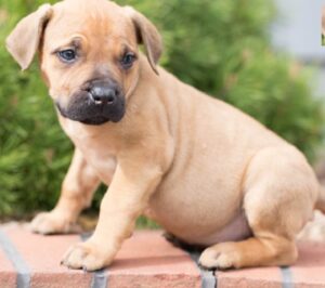 Buy South African Boerboel Puppies for Sale