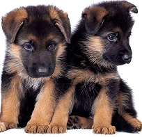 German Shepherd Puppies