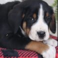 Greater Swiss Mountain Doodle Puppies for Sale
