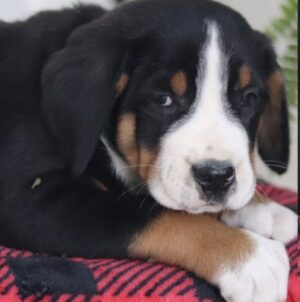 Greater Swiss Mountain Doodle Puppies for Sale