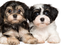 Havanese Puppies For Sale