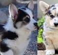 Horgi Puppies For Sale
