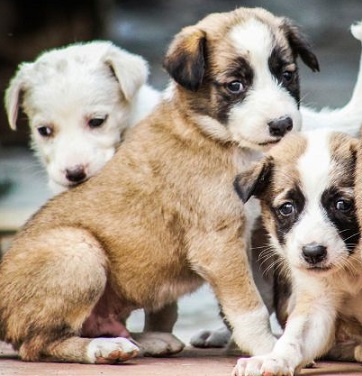 Labernese Puppies