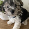 Maltichon Puppies For Sale
