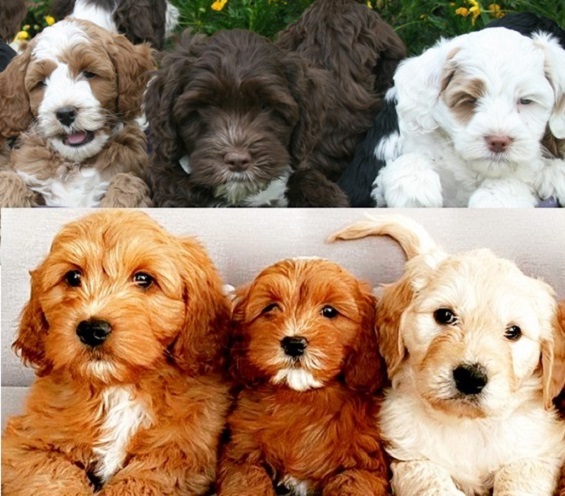 How Much Are Cockapoo Puppies In Ireland