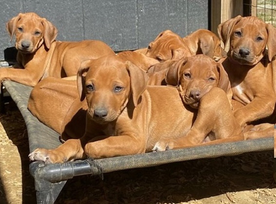 Rhodesian Ridgeback Puppies for Sale
