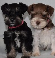 Miniature Schnauzer Puppy For Sale