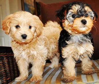 Morkie Poo Puppies For Sale