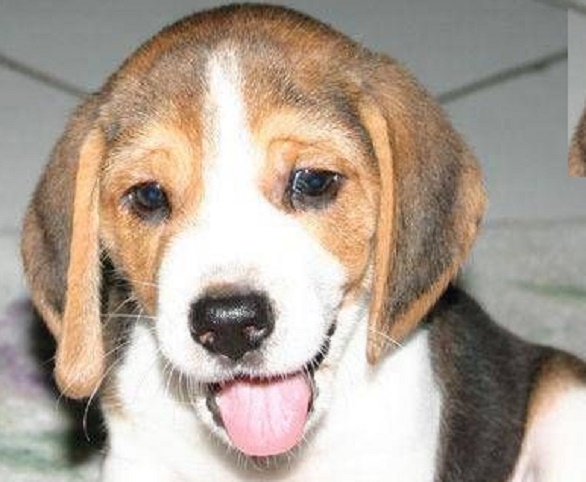 A Comprehensive Guide to English Foxhound Puppy Breeders