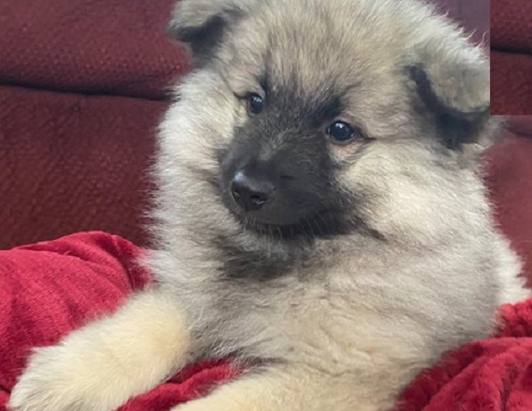 Budgeting for a Keeshond Puppy: Understanding the Price Range
