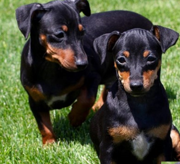 German Pinscher Puppies or Doberman Pinscher Puppies : Which Breed is Right for You?
