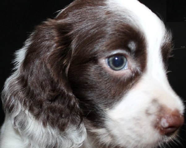 Grooming Tips for English Cocker Spaniels: Keeping Their Coat Healthy and Beautiful