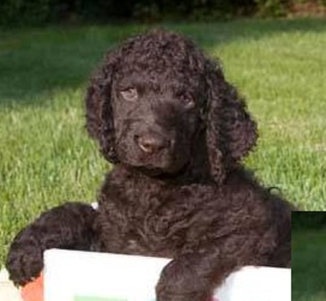 How to Find Reputable Breeders of Irish Water Spaniel Puppies
