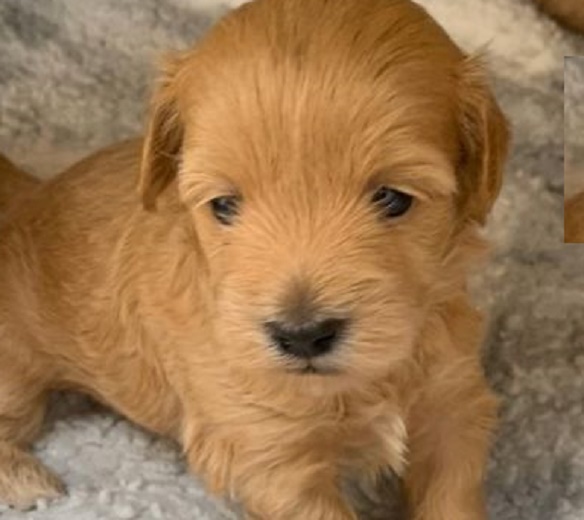 Important Factors to Consider When Buying Dutch Smoushond Puppies