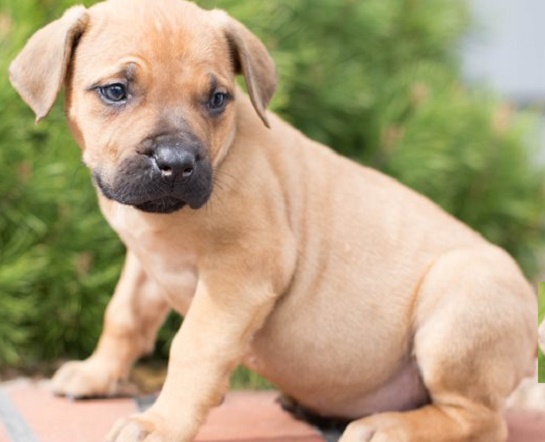 Boerboel Puppy Price Range: What to Expect and Why