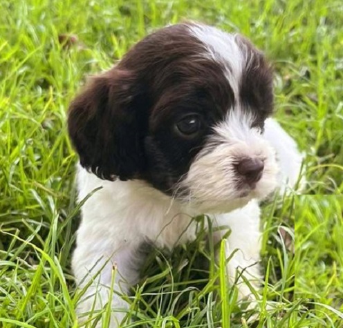 The Ultimate Guide to Cockapoo Puppy Nutrition: What to Feed and When