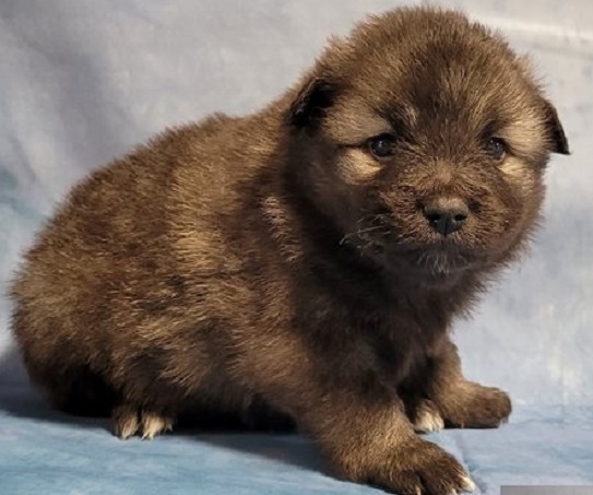 What to expect when buying Keeshond puppies for sale