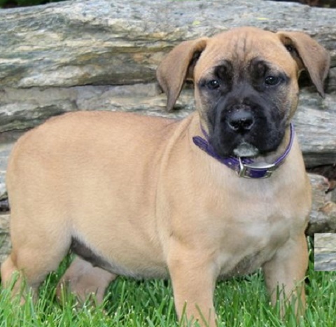 5 Things to Consider Before Bringing Home a South African Boerboel Puppy Dog