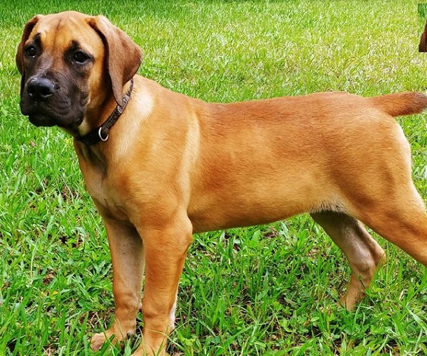 In Search of a Boerboel Puppy: Discover Local Breeders Near Me