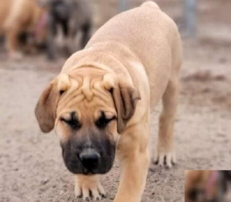 South African Boerboel Dog Breed Information