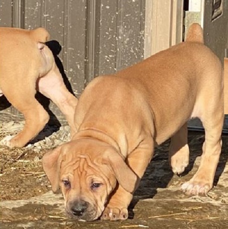 The Average Lifespan of Boerboel Puppies: What to Expect