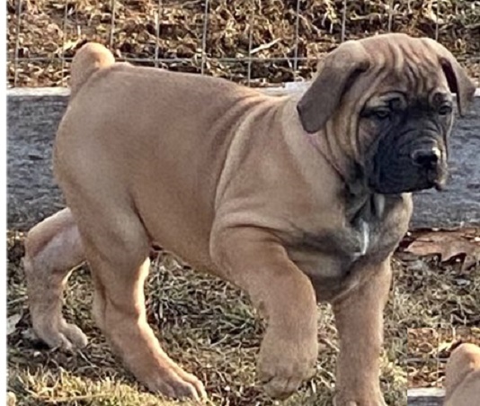 Important Factors to Consider When Buying Boerboel Dogs